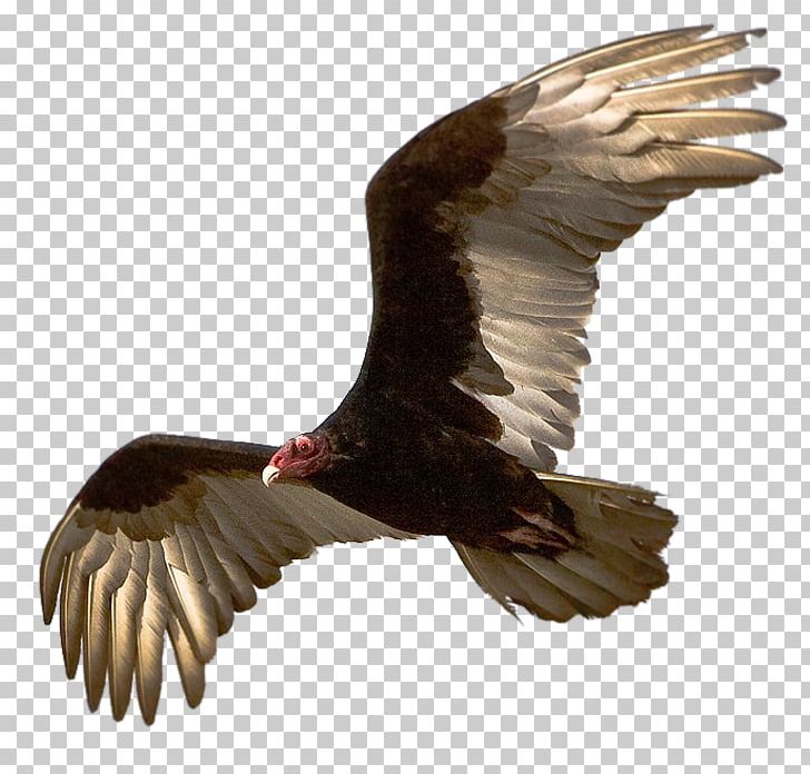 Turkey Vulture Blog Olfaction PNG, Clipart, Accipitriformes, Avenue, Bald Eagle, Beak, Bird Free PNG Download