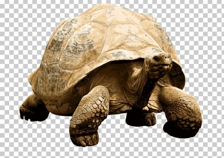 Turtle Giant Tortoise African Spurred Tortoise Gopher Tortoise Hermann's Tortoise PNG, Clipart, African Spurred Tortoise, Giant Tortoise, Gopher Tortoise, Turtle Free PNG Download
