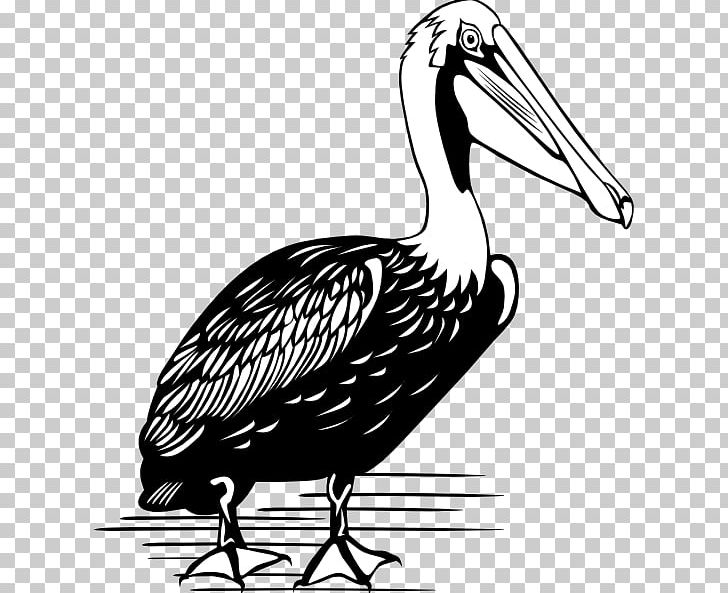 Brown Pelican PNG, Clipart, American White Pelican, Animals, Artwork, Beak, Bird Free PNG Download