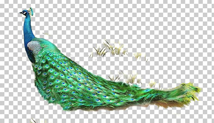 Feather Asiatic Peafowl Computer File PNG, Clipart, Animal, Animals, Artificial Grass, Asiatic, Asiatic Peafowl Free PNG Download