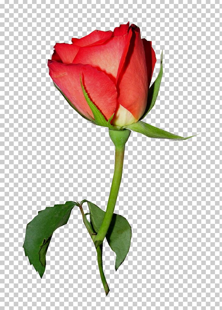 Garden Roses Rosa Chinensis Centifolia Roses Floribunda PNG, Clipart, Bud, China Rose, Floribunda, Flower, Photoscape Free PNG Download