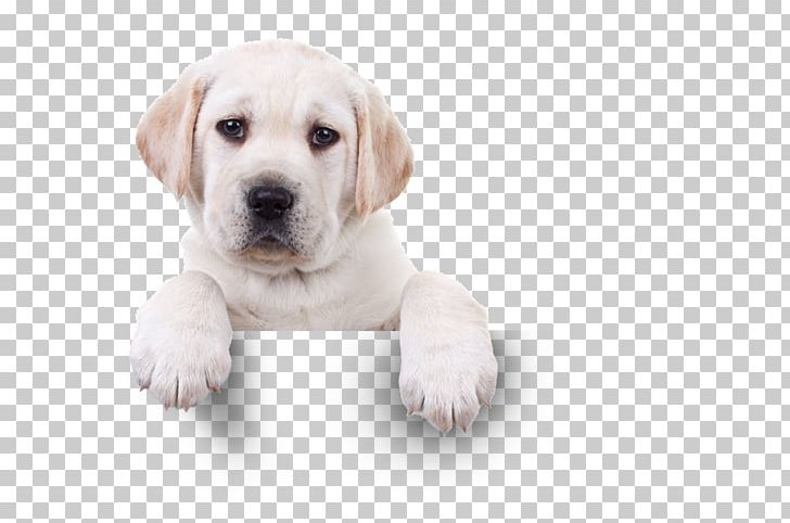 Labrador Retriever Puppy St. Bernard Stock Photography Valentine's Day PNG, Clipart,  Free PNG Download