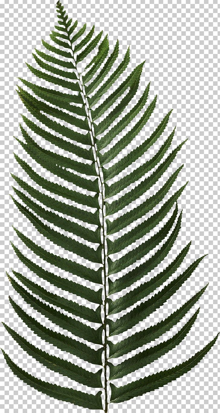Leaf Encapsulated PostScript Tropics PNG, Clipart, Arecaceae, Black And White, Branch, Computer Icons, Date Palm Free PNG Download