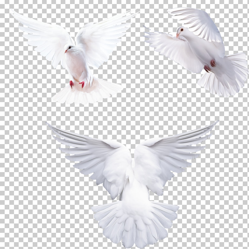 Feather PNG, Clipart, Angel, Beak, Bird, Feather, Ornament Free PNG Download