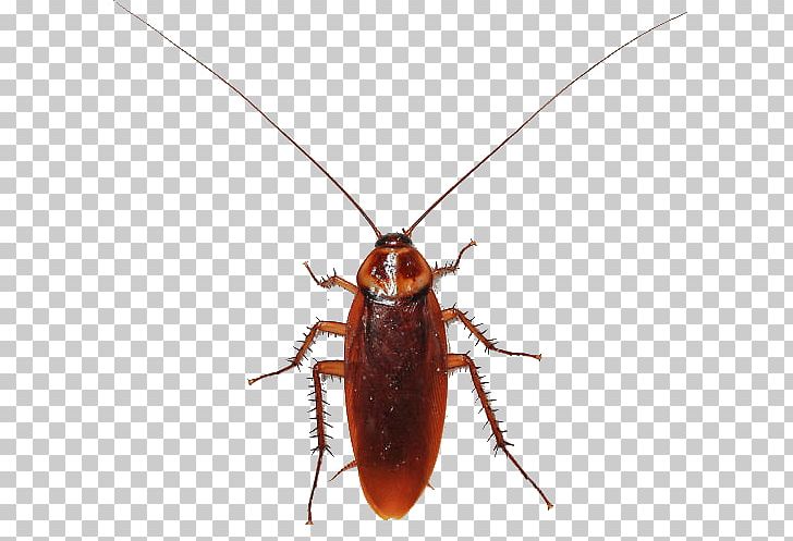 American Cockroach Insect Termite Smokybrown Cockroach PNG, Clipart, Americana, American Cockroach, Animals, Arthropod, Beetle Free PNG Download