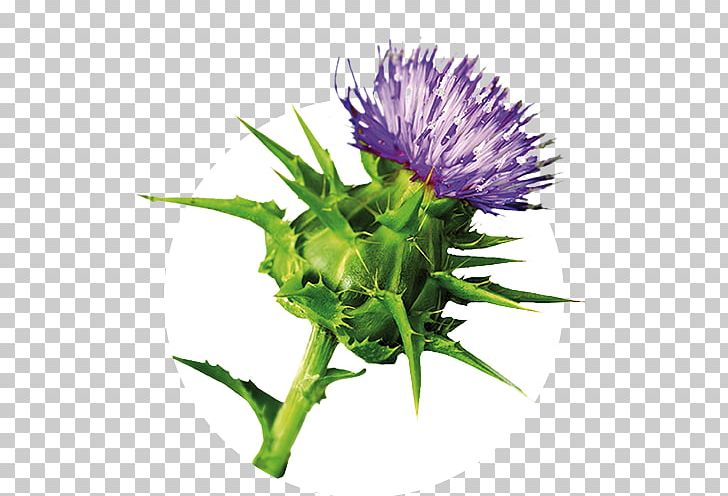 Iberogast Herb Pharmaceutical Drug Medicinal Plants Therapy PNG, Clipart, Annual Plant, Artichoke Thistle, Aster, Cynara, Daisy Family Free PNG Download