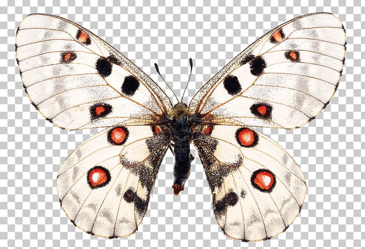 Swallowtail Butterfly Apollo Parnassius Smintheus Stock Photography PNG, Clipart, Brush Footed Butterfly, Cartoon, Cartoon Character, Cartoon Eyes, Christmas Decoration Free PNG Download