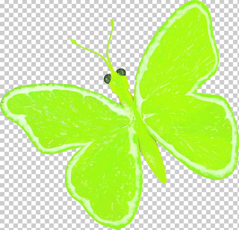 Leaf Plant Stem Butterflies Brush-footed Butterflies Green PNG, Clipart, Brushfooted Butterflies, Butterflies, Green, Leaf, Lepidoptera Free PNG Download