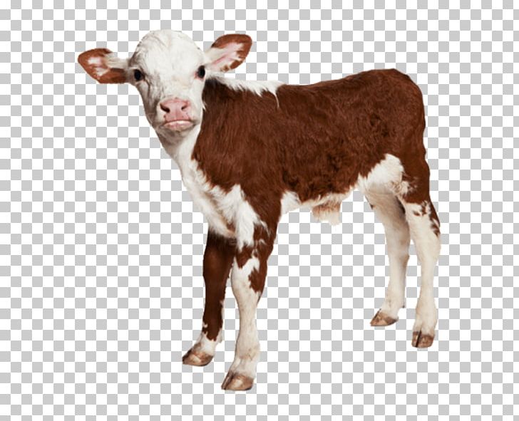 Calf Hereford Cattle Baby Farm Animals PNG, Clipart, Animal, Animal Slaughter, Baby Farm Animals, Calf, Cattle Free PNG Download