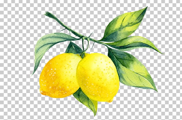 Lemon Liqueur Watercolor Painting PNG, Clipart, Apple, Bitter Orange, Branch, Citric Acid, Citron Free PNG Download