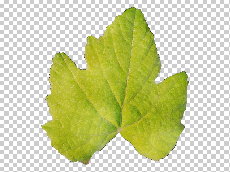 Leaf Plant Pathology Grape Leaves Leaf Vegetable Pathology PNG, Clipart, Biology, Grape Leaves, Grapevines, Herb, Leaf Free PNG Download