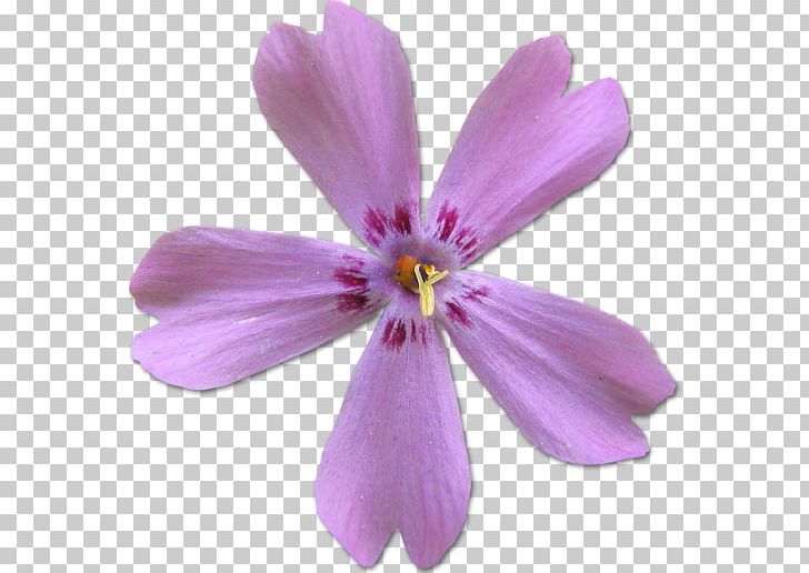 Crane's-bill Petal Family Herbaceous Plant PNG, Clipart, Cranesbill, Family, Flower, Flowering Plant, Flowers Free PNG Download