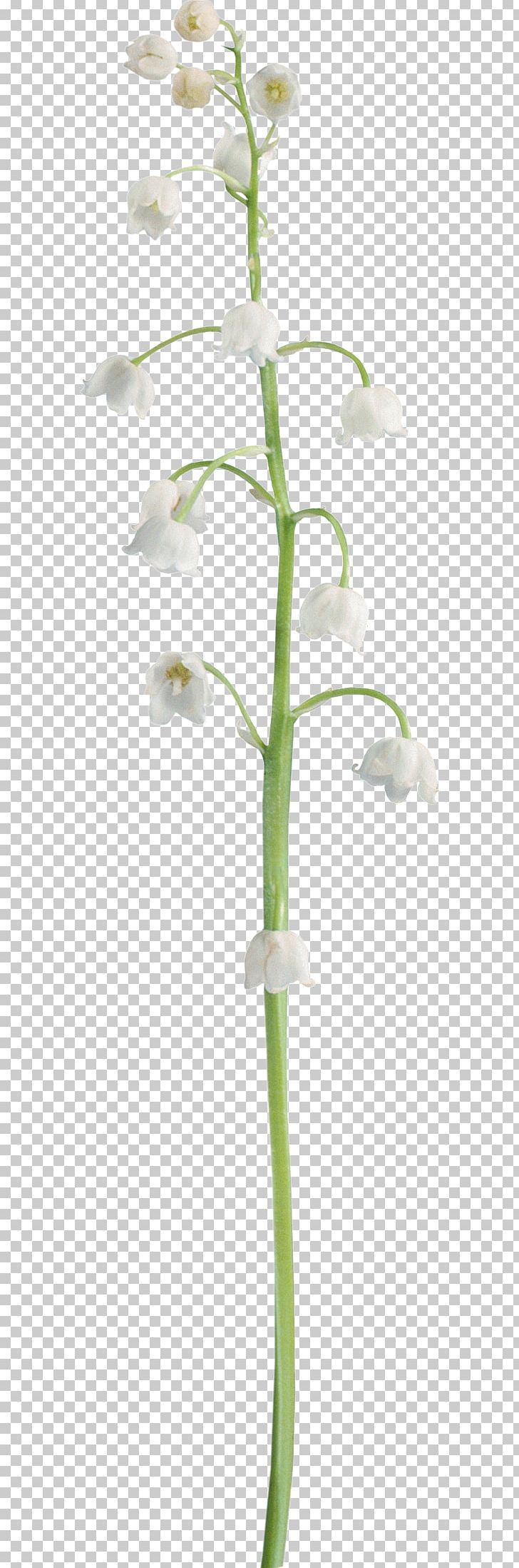 Flower Plant PNG, Clipart, Animation, Clip Art, Flora, Floristry, Flower Free PNG Download