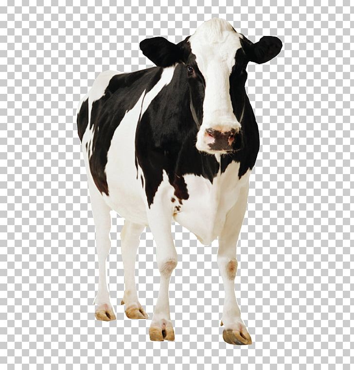 Holstein Friesian Cattle Sahiwal Cattle Deoni Cattle Jersey Cattle Dairy Cattle PNG, Clipart, Bull, Calf, Cattle, Cattle Like Mammal, Cow Goat Family Free PNG Download