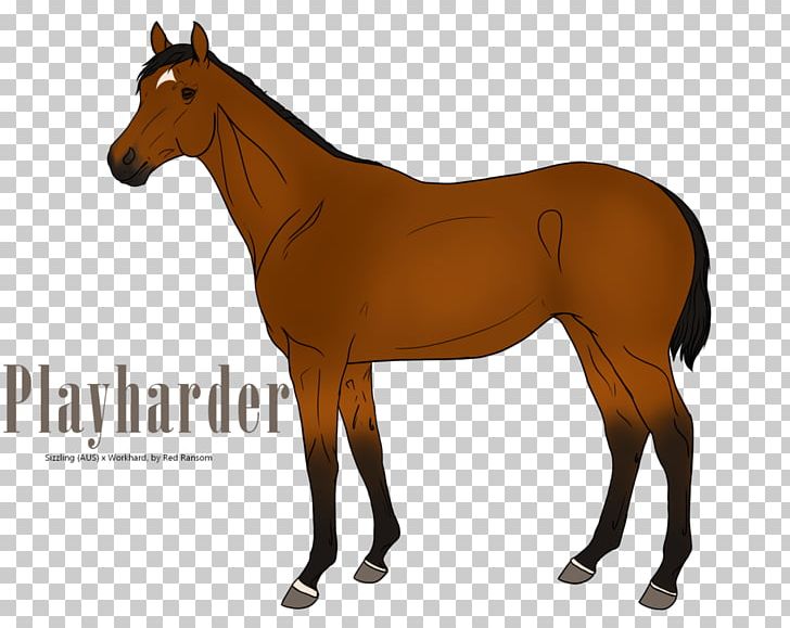 Mustang Thoroughbred Stallion Foal Mare PNG, Clipart, Animal Figure, Bridle, Colt, Equine Conformation, Foal Free PNG Download