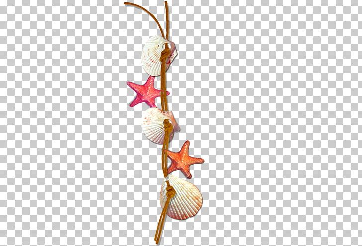 Seashell Sea Snail PNG, Clipart, Animals, Branch, Christmas Ornament, Conch, Download Free PNG Download