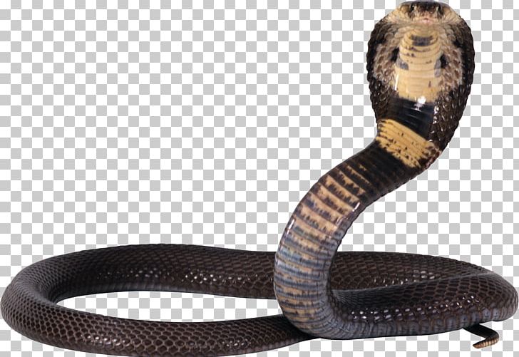 Snake King Cobra Reptile PNG, Clipart, Animals, Boa Constrictor, Boas, Cobra, Cobra Snake Free PNG Download