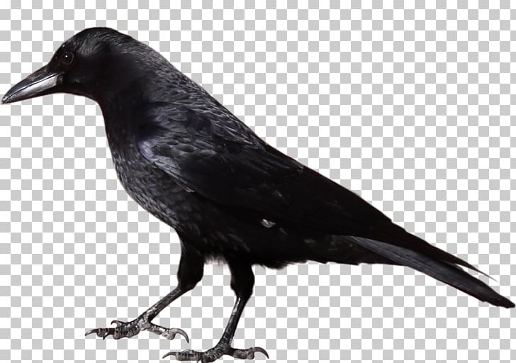 American Crow Common Raven PNG, Clipart, Animals, Beak, Bird, Black And White, Crow Free PNG Download