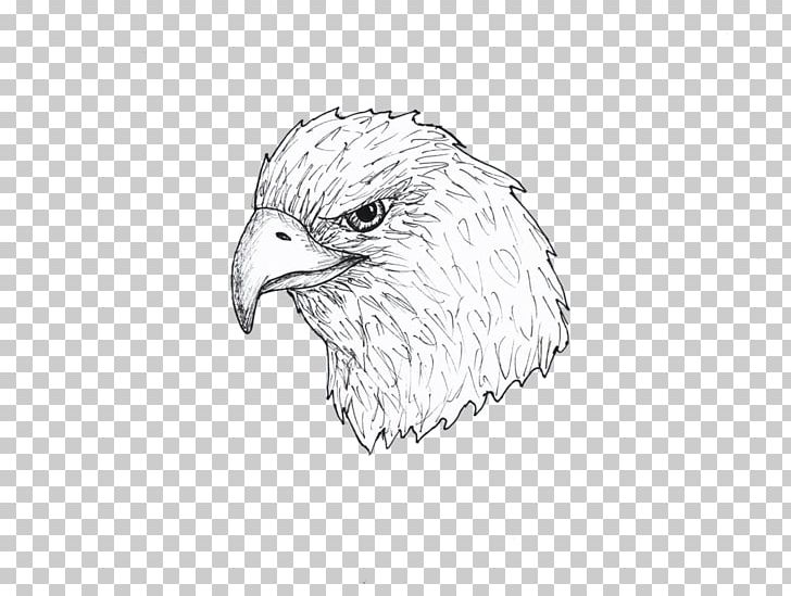 Bald Eagle Hawk Buzzard Beak Sketch PNG, Clipart, Aguila, Animals, Artwork, Bald Eagle, Beak Free PNG Download