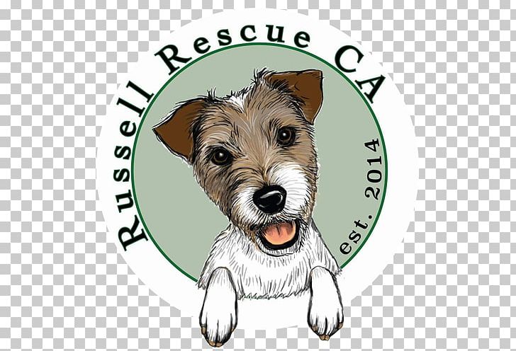 Cairn Terrier Norwich Terrier Puppy Jack Russell Terrier Schnoodle PNG, Clipart, Animal, Animal Rescue Group, Animals, Animal Shelter, Cairn Terrier Free PNG Download
