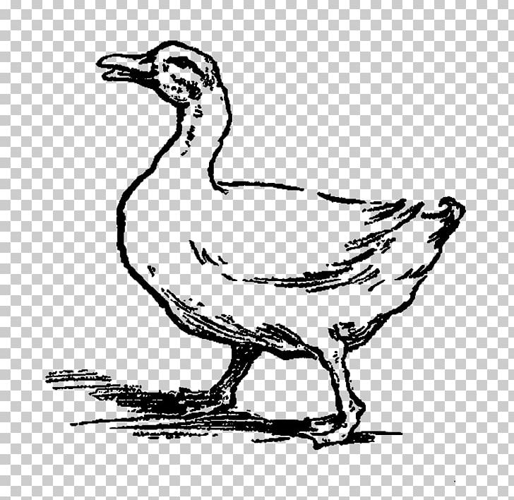 Duck Goose Fowl Fauna PNG, Clipart, Animals, Art, Artwork, Beak, Bird Free PNG Download