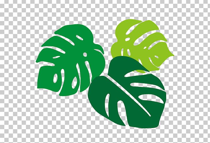 Large Monstera Leaf. PNG, Clipart, Area, Art, Drawing, Grass, Green Free PNG Download