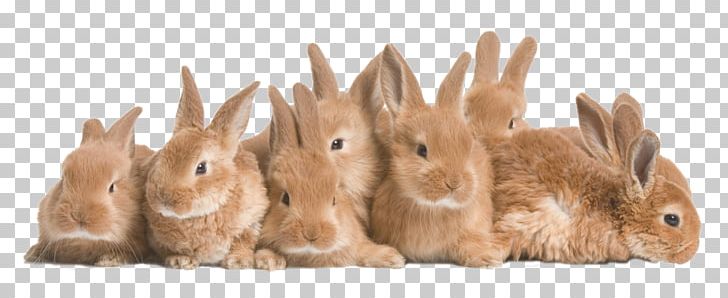 Rex Rabbit Holland Lop Guinea Pig Domestic Rabbit PNG, Clipart, Animal, Animal Figure, Animals, Bunny, Domestic Rabbit Free PNG Download