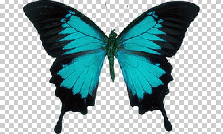 Ulysses Butterfly Insect Swallowtail Butterfly Old World Swallowtail PNG, Clipart, Achillides, Brush Footed Butterfly, Butterfly, Eastern Tiger Swallowtail, Emperor Free PNG Download
