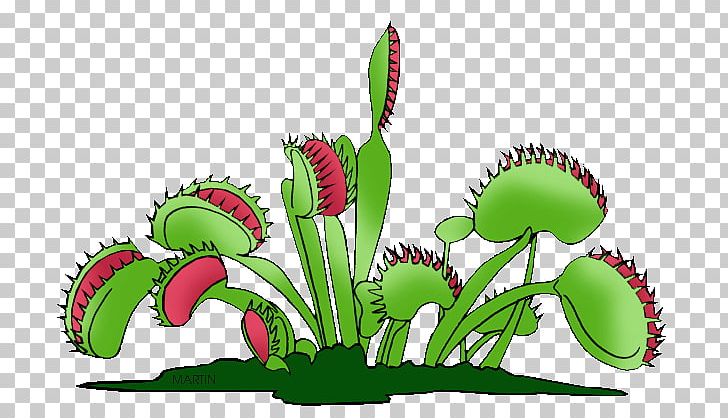 Venus Flytrap Carnivorous Plant PNG, Clipart, Carnivore, Carnivorous Plant, Drawing, Flower, Flowering Plant Free PNG Download