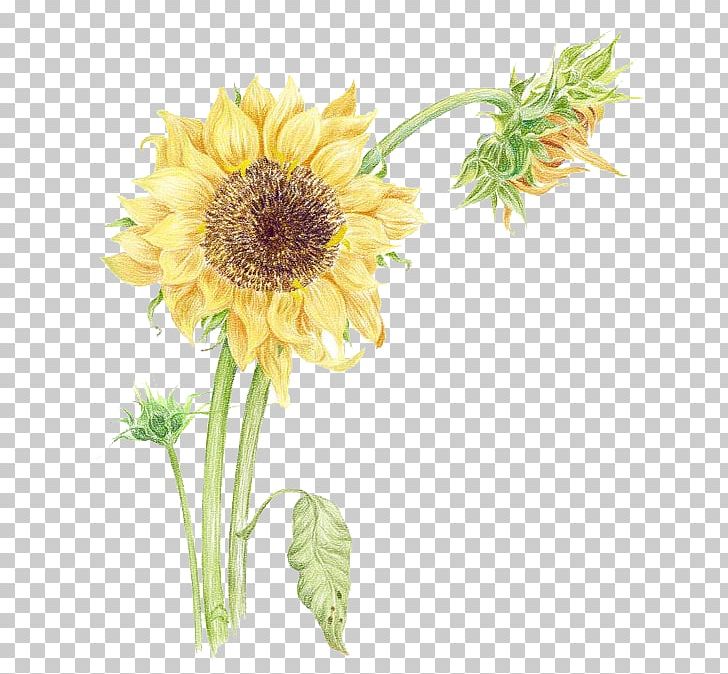 Watercolor Flowers PNG, Clipart, Art, Autumn, Cartoon, Chinese Painting, Dahlia Free PNG Download