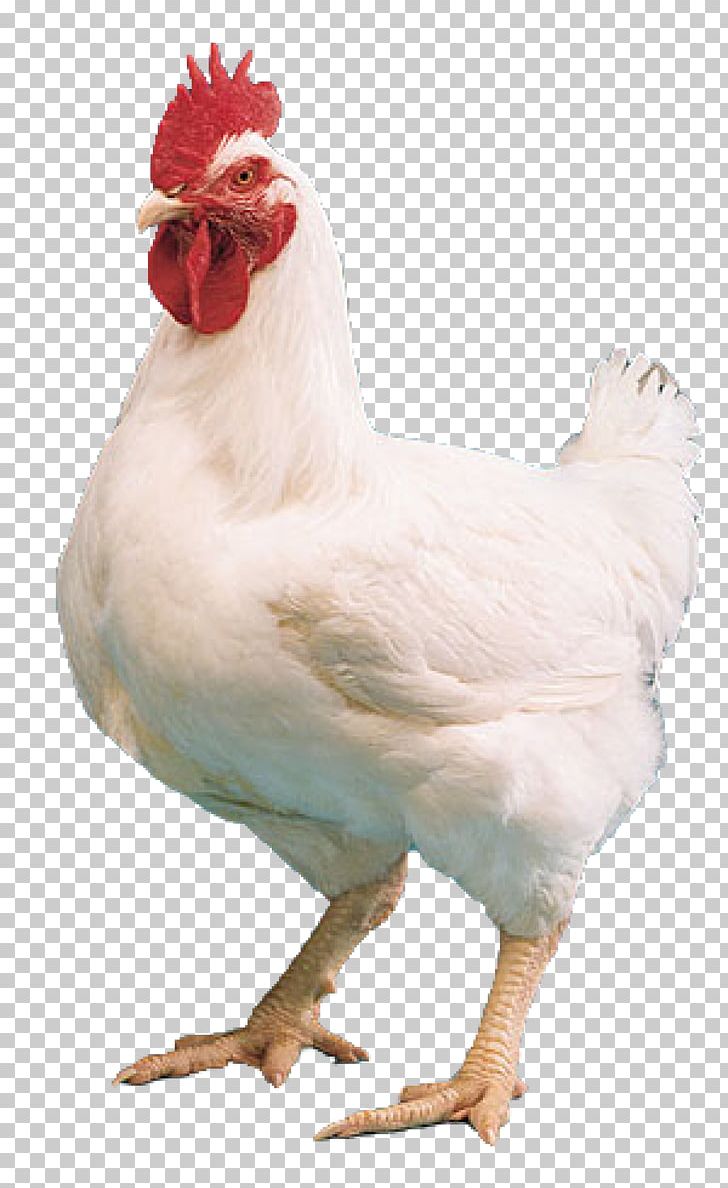 Cornish Chicken Kuroiler Broiler Chicken Tikka Masala Mandi PNG, Clipart, Animals, Beak, Bird, Broiler, Broiler Chicken Free PNG Download