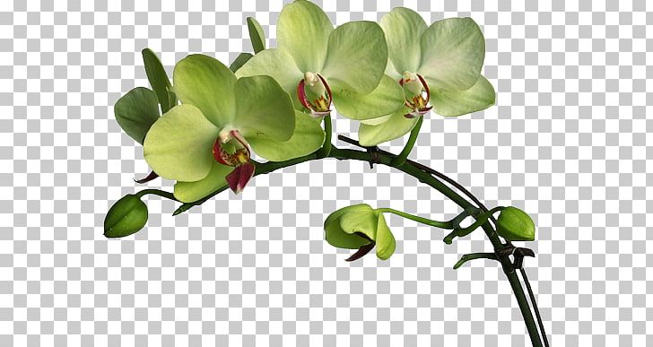 Flower Moth Orchids Boat Orchid Color PNG, Clipart, Blog, Boat, Boat Orchid, Branch, Clip Art Free PNG Download