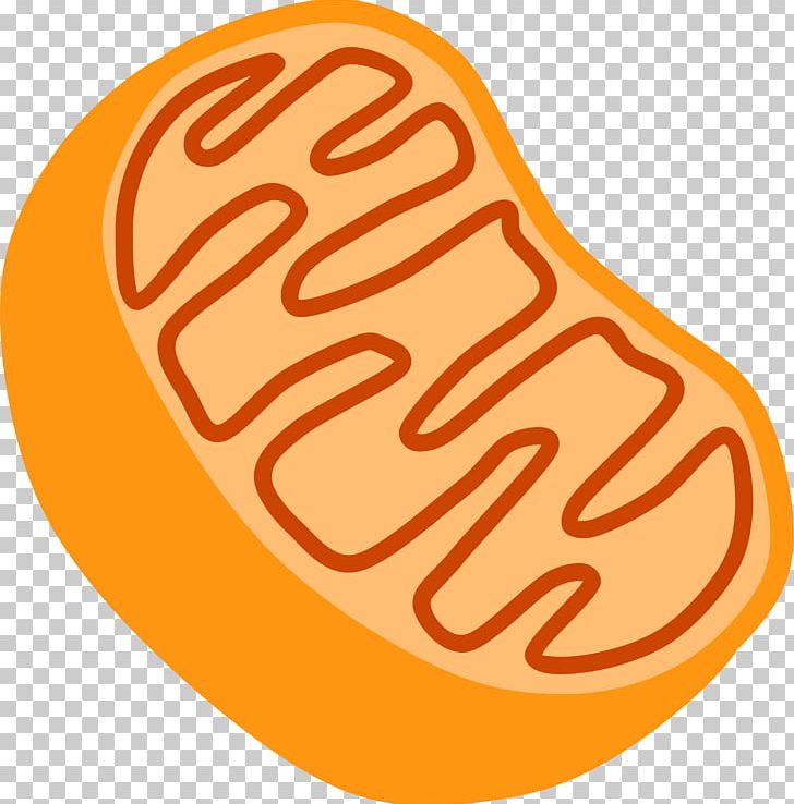 Mitochondrion Free Content Organelle PNG, Clipart, Cell, Cell Biology, Chloroplast, Download, Food Free PNG Download