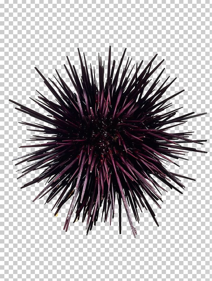 Sea Urchin PNG, Clipart, Echinoderm, Fresh, Image Resolution, Invertebrate, Marine Invertebrates Free PNG Download