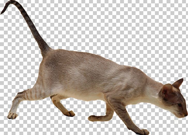 Siamese Cat Burmese Cat Felidae Sticker PNG, Clipart, Advertising, Animals, Burmese, Burmese Cat, Carnivoran Free PNG Download