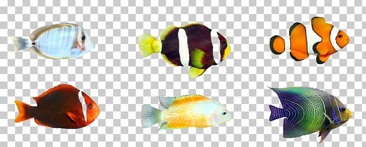 Tropical Fish Stock Photography Aquarium PNG, Clipart, Animals, Aquarium Fish, Fish, Fish Aquarium, Fishes Free PNG Download