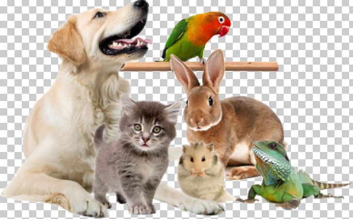 Exotic Animal Veterinarian Pet Cat PNG, Clipart, Animal, Animals, Cage, Cat Like Mammal, Companion Dog Free PNG Download