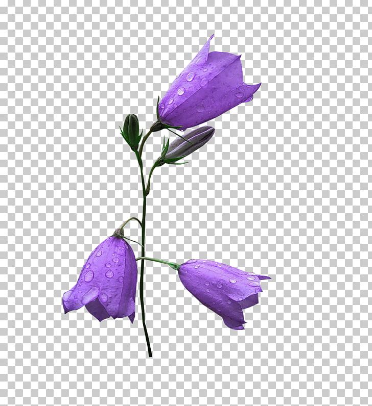 Harebell Flower Petal Animaatio PNG, Clipart, Animaatio, Bellflower, Bellflower Family, Bellflowers, Flora Free PNG Download