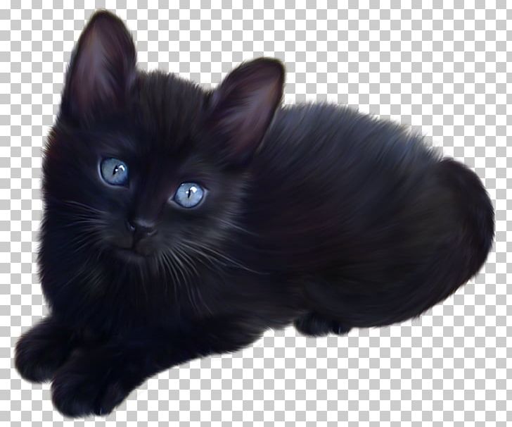Persian Cat British Longhair British Semi-longhair Kitten Maine Coon PNG, Clipart, Animals, Asian Semi Longhair, Black, Black Cat, Bombay Free PNG Download
