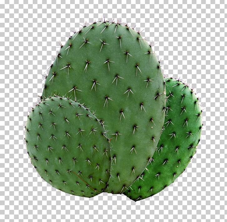 Succulent Plant Echinopsis Oxygona Garden Houseplant PNG, Clipart, Apartment, Background Green, Barbary Fig, Biome, Cactaceae Free PNG Download