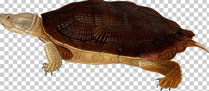 Box Turtles Cuban Slider Animal Silhouettes PNG, Clipart, Animal Figure, Animal Silhouettes, Box Turtle, Box Turtles, Chelydridae Free PNG Download