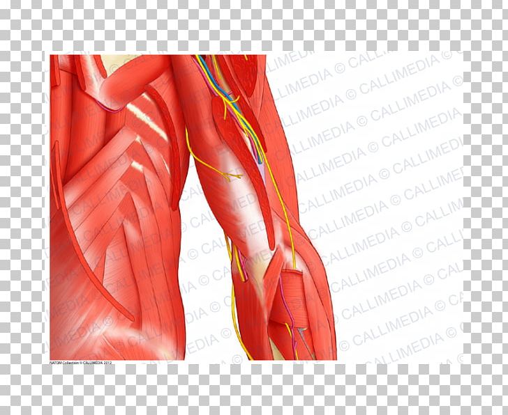 Deltoid Muscle Shoulder Nerve Arm PNG, Clipart, Abdomen, Anatomy, Arm, Blood Vessel, Coronal Plane Free PNG Download