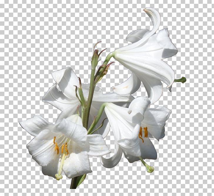 Flower Plant Lilium Candidum Liliaceae PNG, Clipart, Bulb, Cut Flowers, Flora, Flower, Flowering Plant Free PNG Download