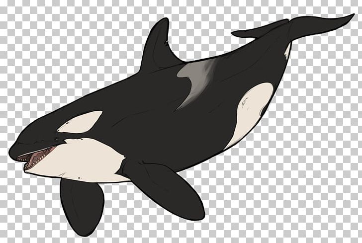 Killer Whale Dolphin Wildlife Animal PNG, Clipart, Animal, Animals, Animated Cartoon, Apex Predator, Dolphin Free PNG Download