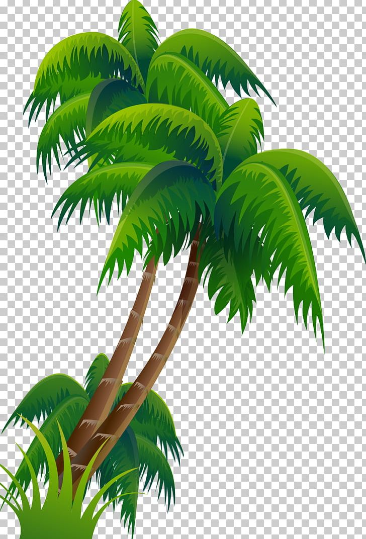 Coconut Arecaceae PNG, Clipart, Alamy, Arecaceae, Arecales, Blog, Coconut Free PNG Download
