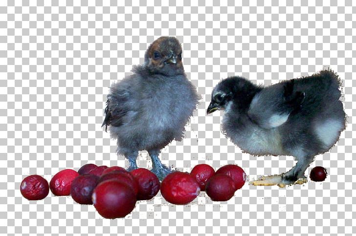 Cranberry Fruit Chicken M The Cranberries PNG, Clipart, Beak, Berry, Bird, Chicken, Chicken M Free PNG Download