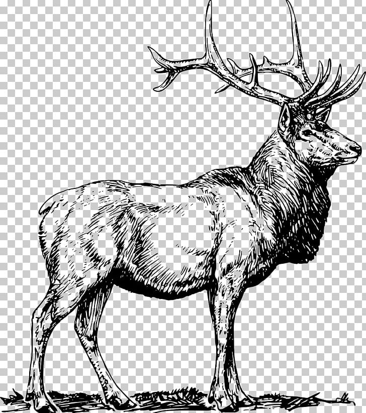 Elk Reindeer Moose White-tailed Deer PNG, Clipart, Animals, Antler, Art, Black And White, Clip Free PNG Download