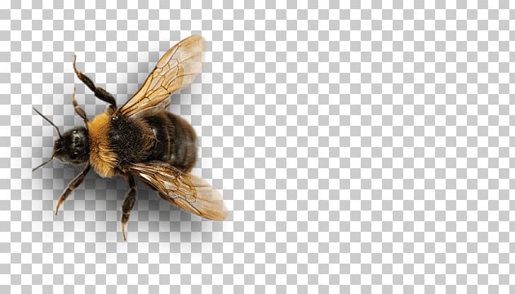Honey Bee Insect Bumblebee Pollinator PNG, Clipart, Agriculture, Arthropod, Bee, Bumblebee, Company Free PNG Download