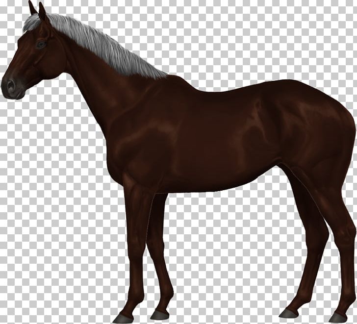 Mare Mustang Dutch Warmblood Stallion Mane PNG, Clipart, Bit, Bridle, Colt, Dutch Warmblood, Equestrian Free PNG Download