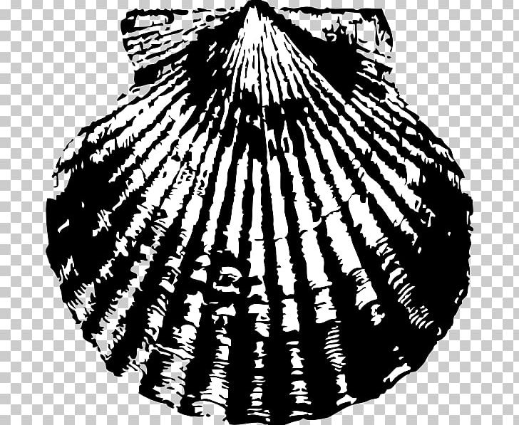 Seashell Scallop Drawing PNG, Clipart, Black And White, Circle, Clams Oysters Mussels And Scallops, Cockle, Computer Icons Free PNG Download